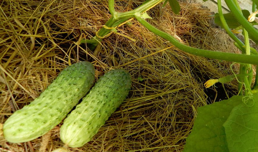 Мурашка F1 Мурашка F1