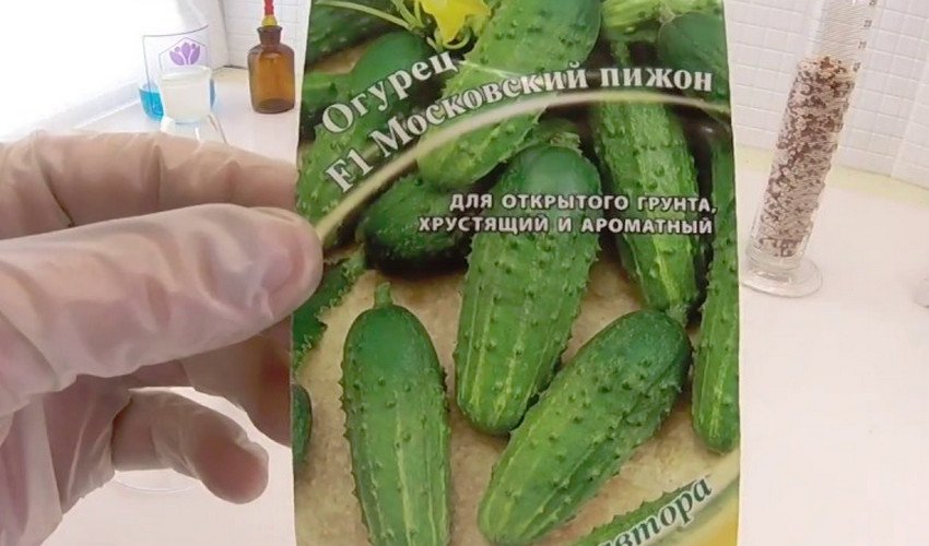 Московський піжон Московський піжон