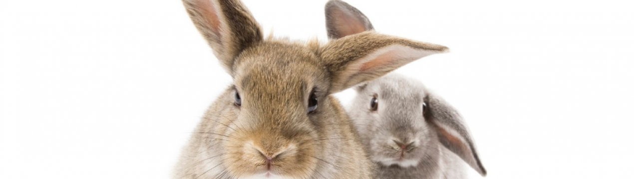 Как откормить кролика на мясо за короткое время?
