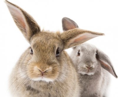 Як відгодувати кролика на м'ясо за короткий час?