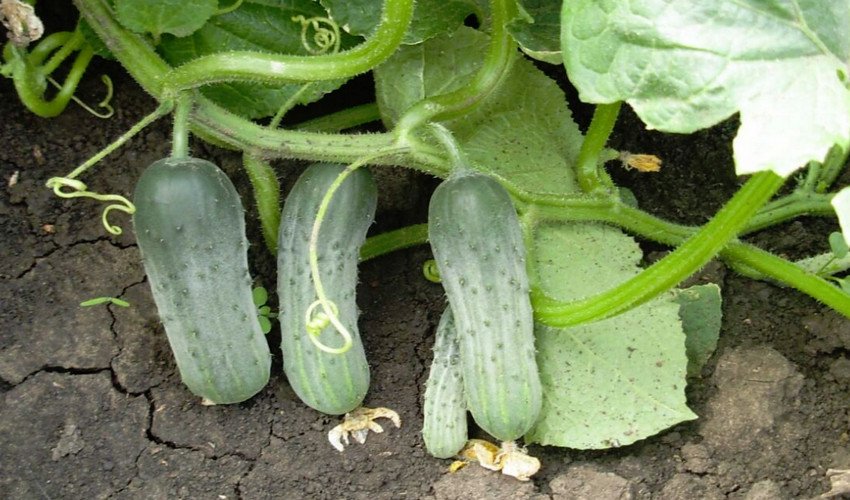 Пуччіні F1 Пуччіні F1