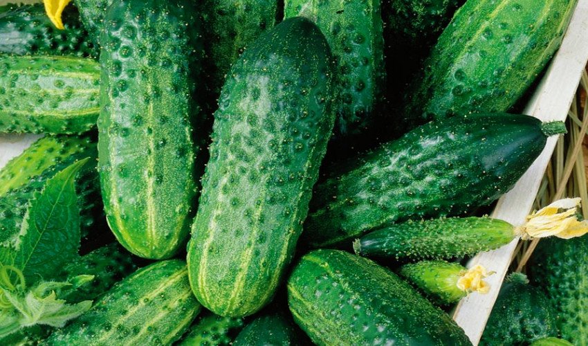 Дар'я F1 Дар'я F1