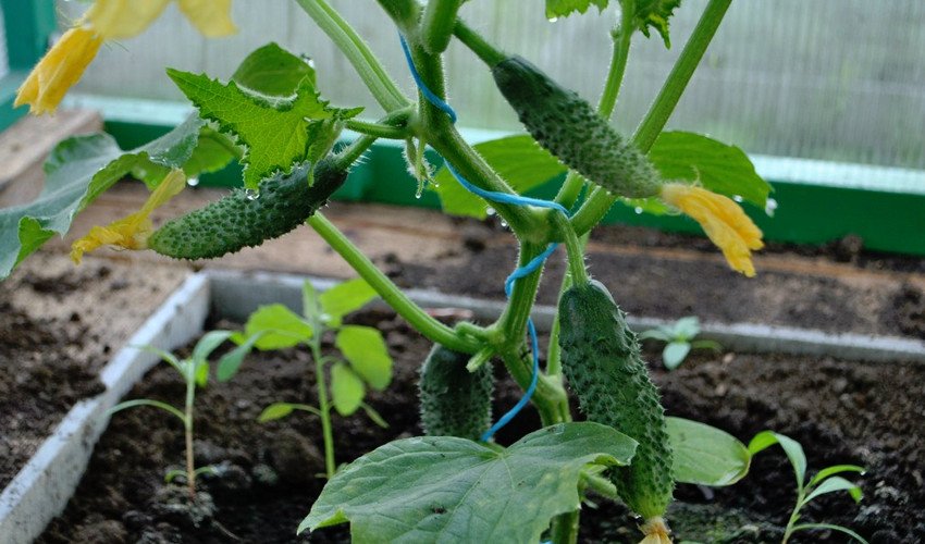 Огірки в теплиці Огірки в теплиці