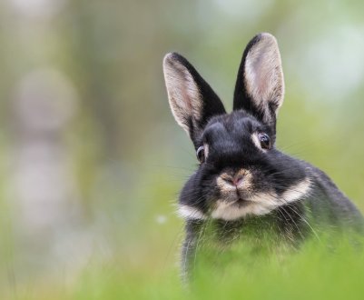 Від чого з'являється здуття живота у кроликів: причини, лікування та профілактика