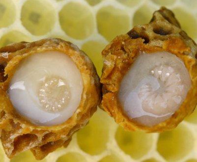 Особливості маточного молочка для жінок