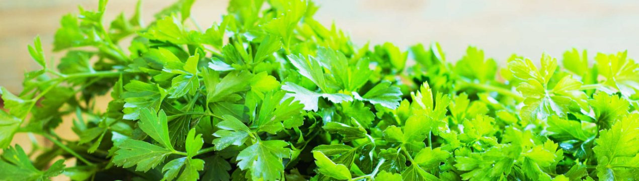 Особливості використання петрушки для лікування набряків