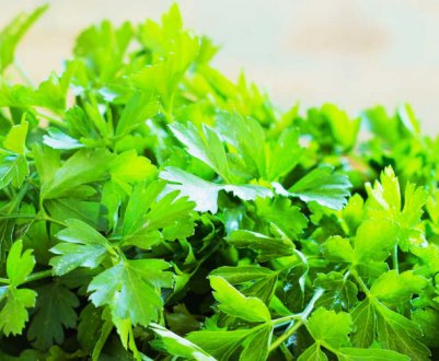 Особливості використання петрушки для лікування набряків