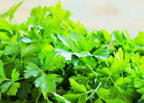 Особливості використання петрушки для лікування набряків
