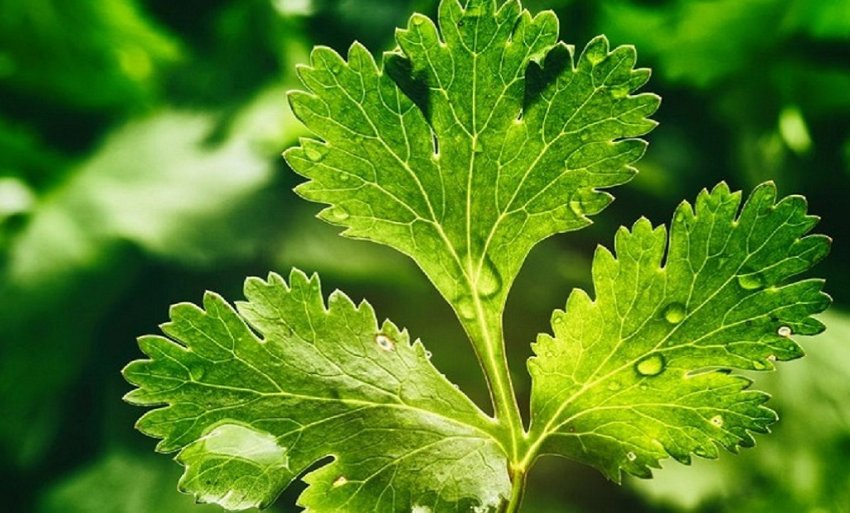 Кінза Кінза