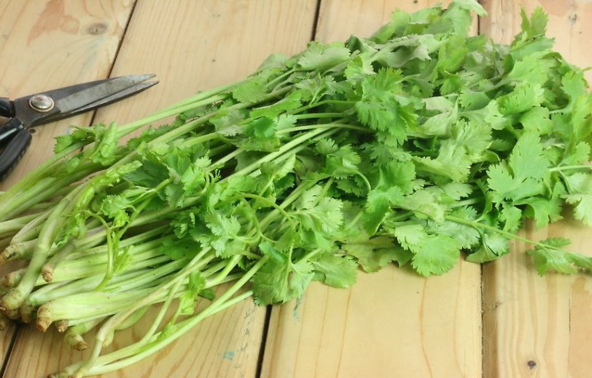 Зберігання кінзи Зберігання кінзи