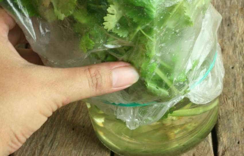 Зберігання кінзи Зберігання кінзи