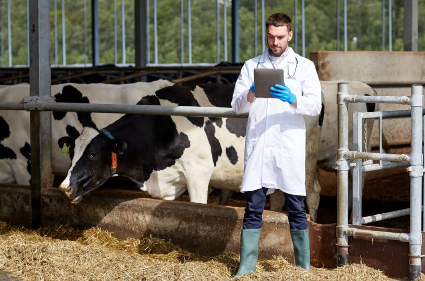 Оспа у коров на вымени лечение антибиотиками thumbnail