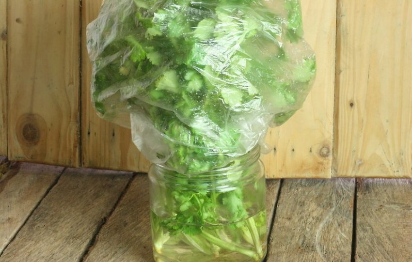 Укроп в холодильнике. Зелень в пакете в холодильнике. Пакеты для хранения зелени в холодильнике. Зелень срезанная. Хранение зелени.