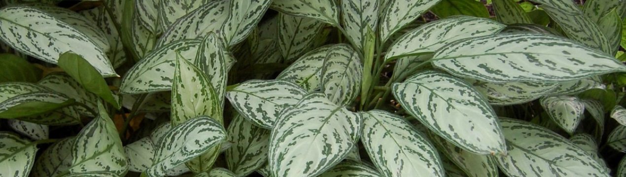 Особливості догляду за рослиною аглаонема мінлива