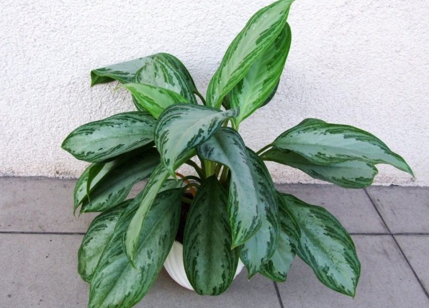 Аглаонема мінлива Аглаонема мінлива