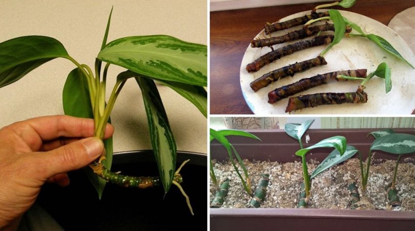 Розмноження аглаонеми живцями Розмноження аглаонеми живцями