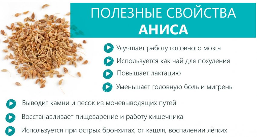 Корисні властивості анісу Корисні властивості анісу