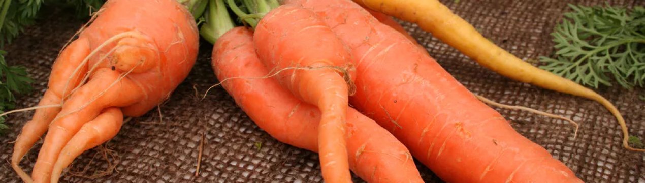 Чому морква виростає рогатої і кострубатою