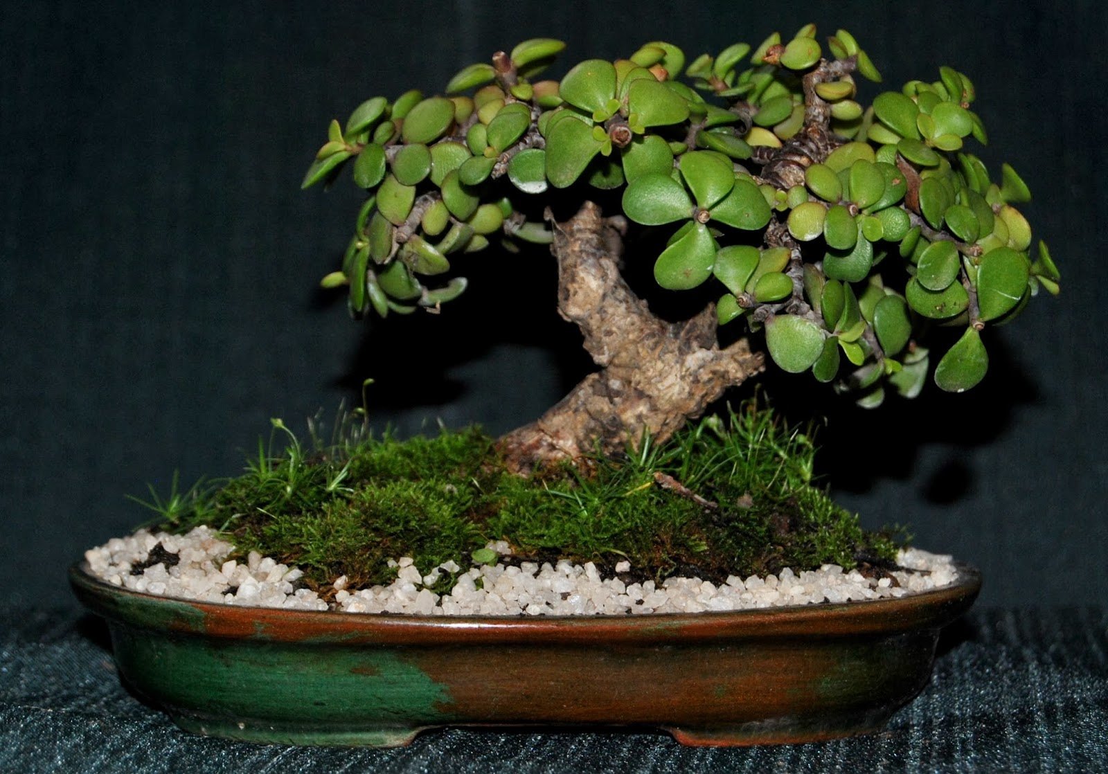 Портулакария: опис та фото рослин, особливості вирощування та догляду ...