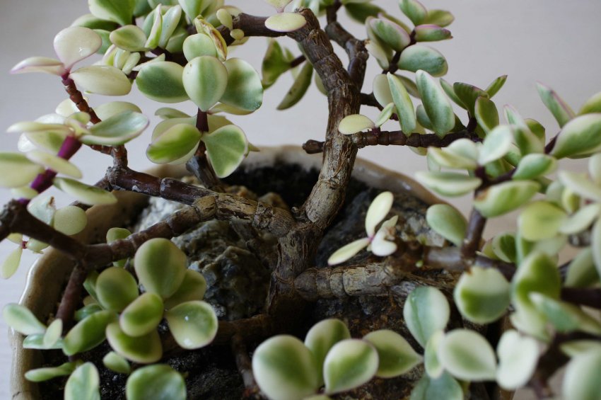 Портулакария строката Портулакария строката