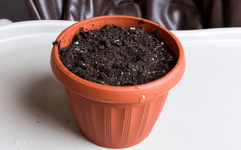 Как выращивать в домашних условиях кинзу?