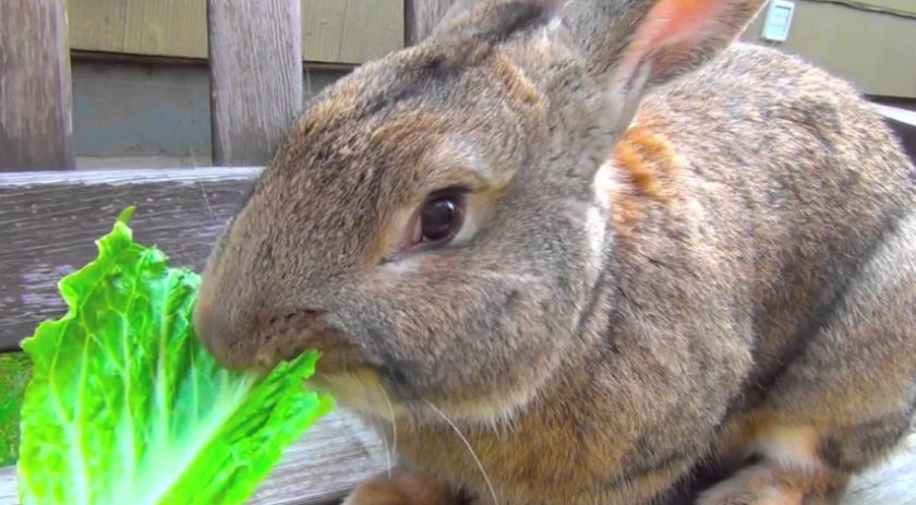Кролик ест капусту