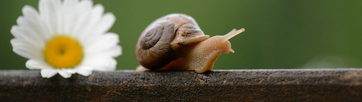 Українські равлики відправляються туди, де їх цінують