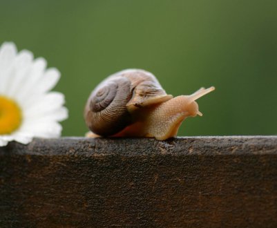 Українські равлики відправляються туди, де їх цінують