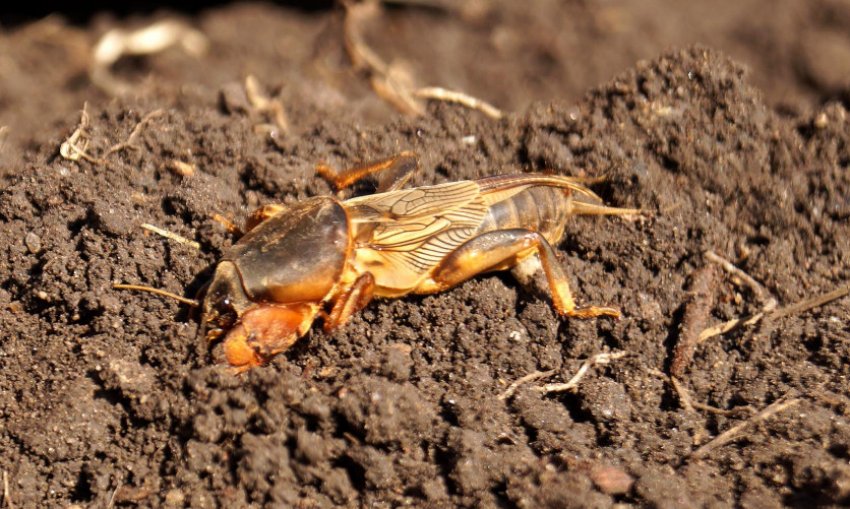 Капустянка