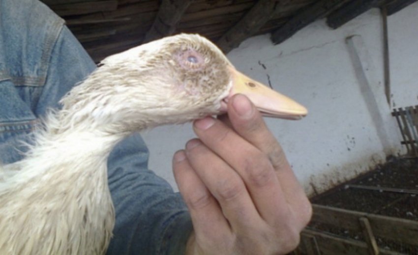 Пастерельоз