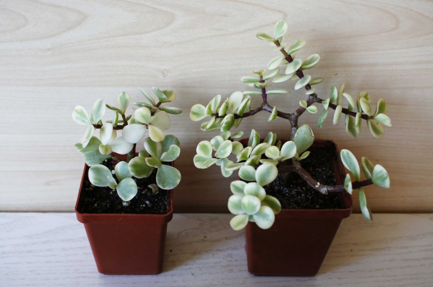 Розмноження портулакарии Розмноження портулакарии