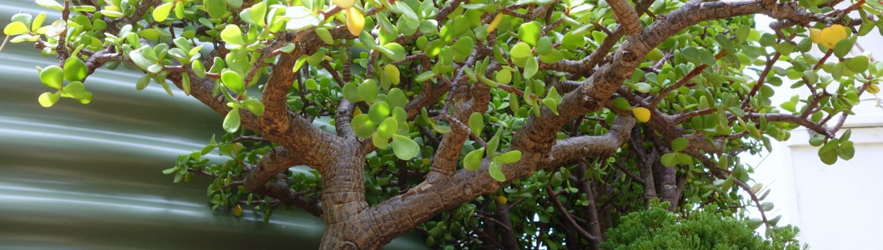 Портулакария: опис рослини і догляд в домашніх умовах