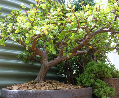 Портулакария: опис рослини і догляд в домашніх умовах