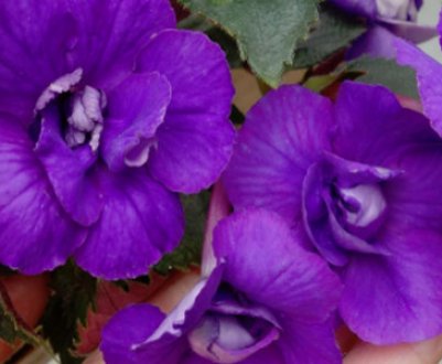 Правила висаджування різоми ахименесов