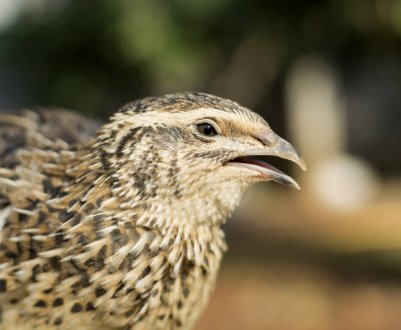 Причини, симптоми і лікування основних захворювань у перепелів