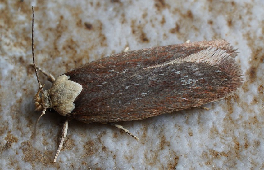 Морквяна моль