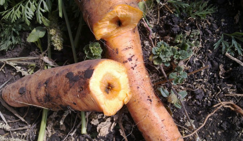 Дротянки їдять моркву