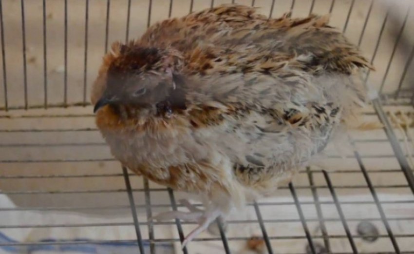 Сальмонельоз у перепілки