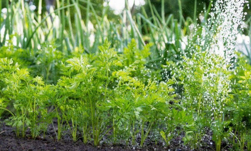 Полив моркви