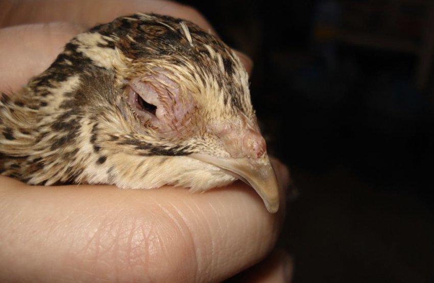 Псевдочума у перепілки