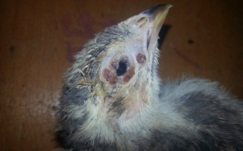 Аспергільоз