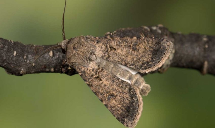 Озима совка