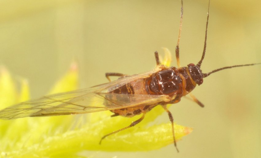 Боярышниковая попелиця