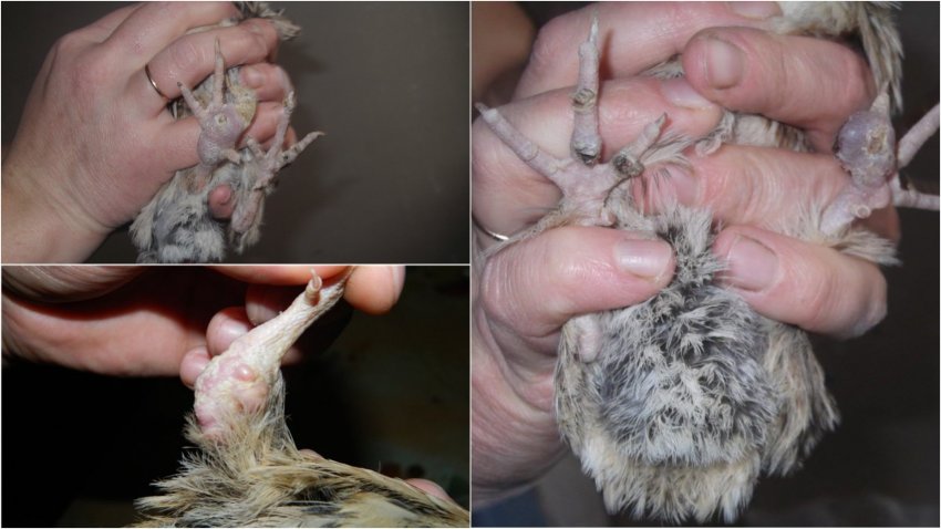 Переломи і пошкодження перепелів