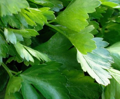 Що робити, якщо не сходить петрушка?