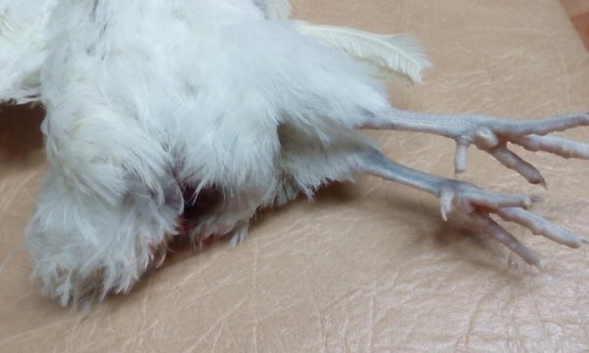 Випадання яйцепроводу у перепілки