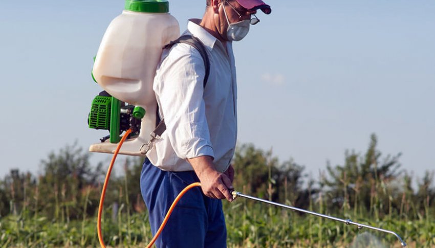 Обробка моркви від шкідників