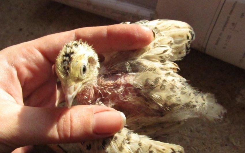 У перепілки випадають пір'я