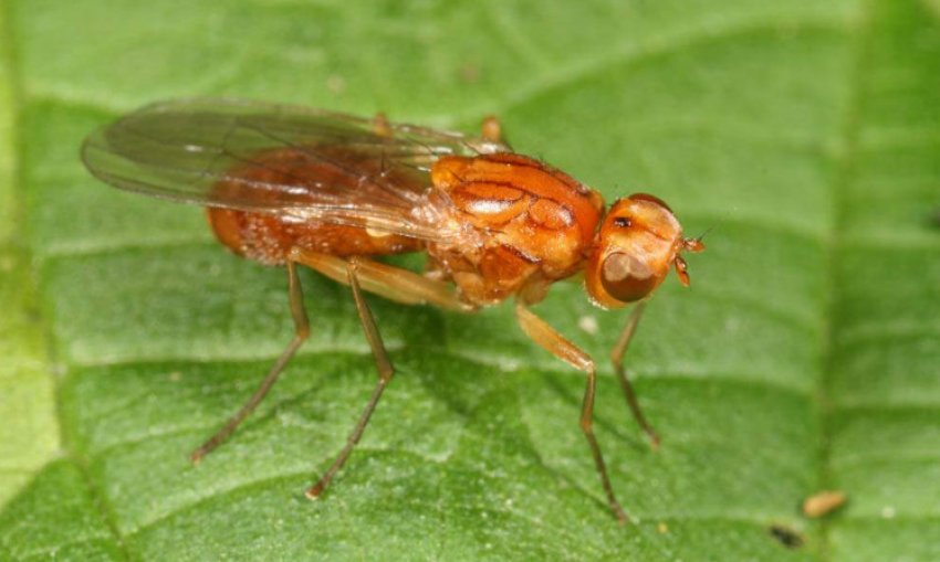 Морквяна муха