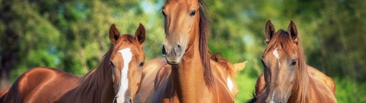 что делать когда у лошади колики. Смотреть фото что делать когда у лошади колики. Смотреть картинку что делать когда у лошади колики. Картинка про что делать когда у лошади колики. Фото что делать когда у лошади колики
